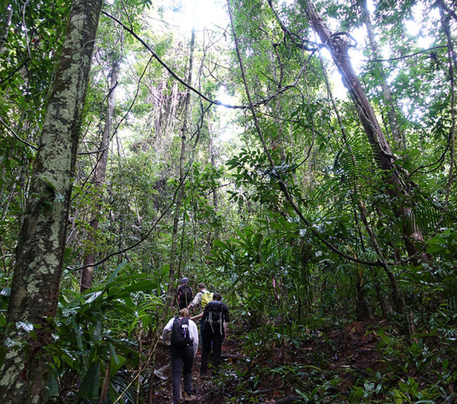 A group of students from The King Alfred School pictured from behind, walking through the Indonesian rainforest holding onto a rope