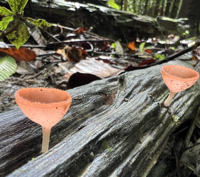 Pale red funghi shaped like wine wine glasses grow from a fallen log on the floor of the Indonesian rainforest