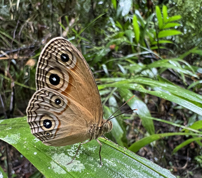 A butterfly with brown wings featuring a black circular design pictured on a leaf in the Indonesian jungle