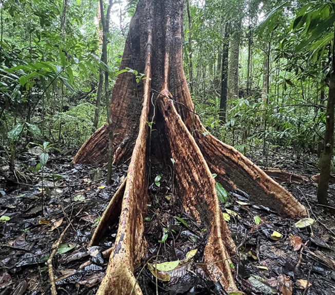 Buttress roots of a tree in the Indonesian rainforest