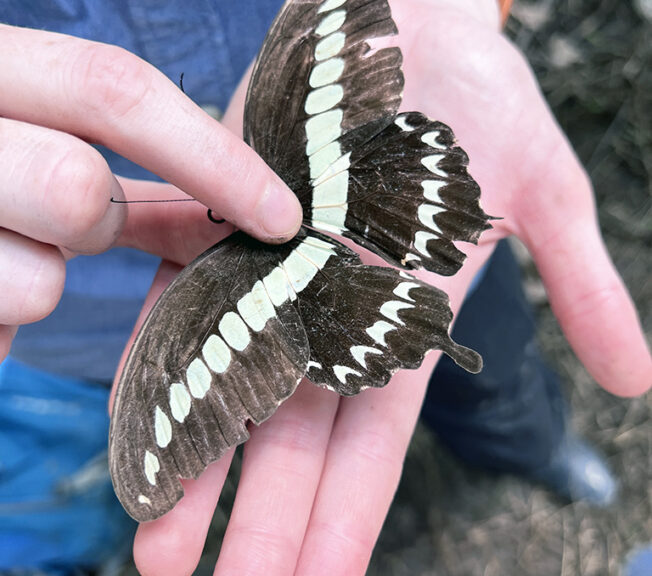 A black and white butterfly fills the palm of someone's hand