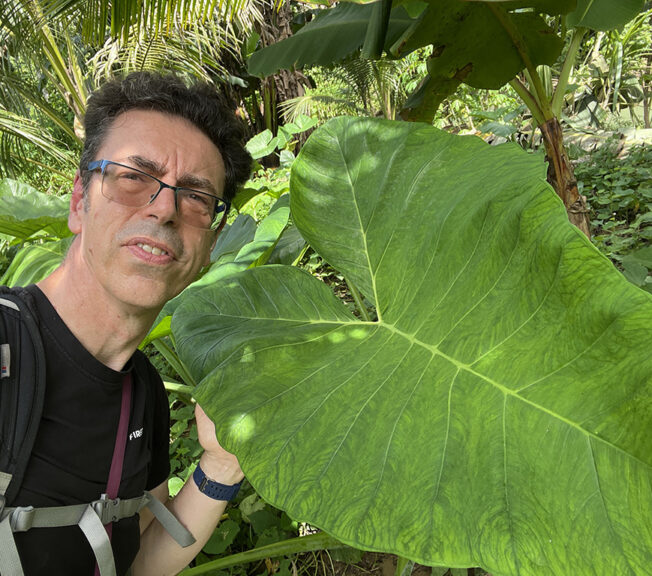 A man poses next to a giant leaf in the Indonesian rainforest