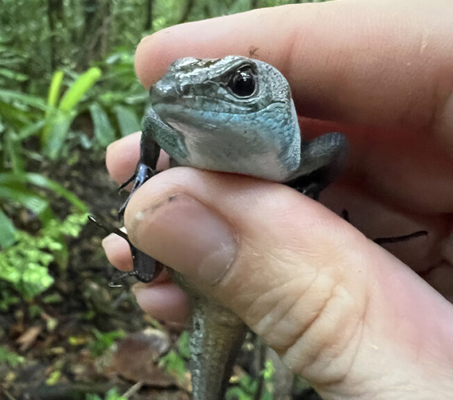 Close-up of a lizard held between someone's thumb and finger