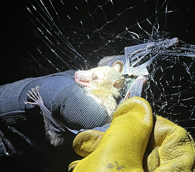 A bat caught in netting lit by the camera's flash, as gloved hands try to free it