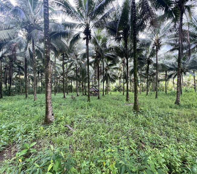 A rainforest scene featuring palm trees and green vegetation, with a wooden hut just visible in the distance